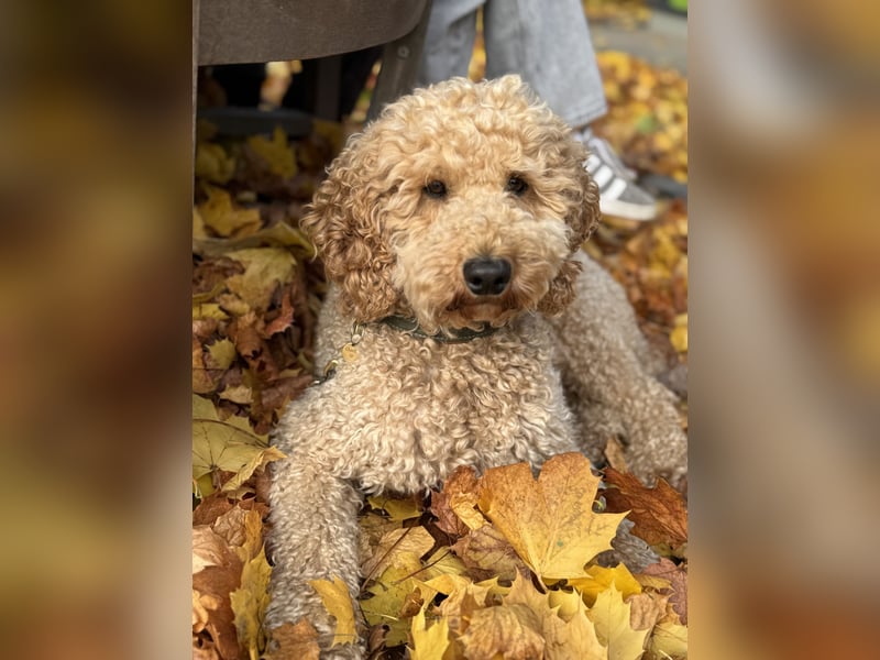 Deckrüde Doodle Goldendoodle Tibet Doodle Pudel