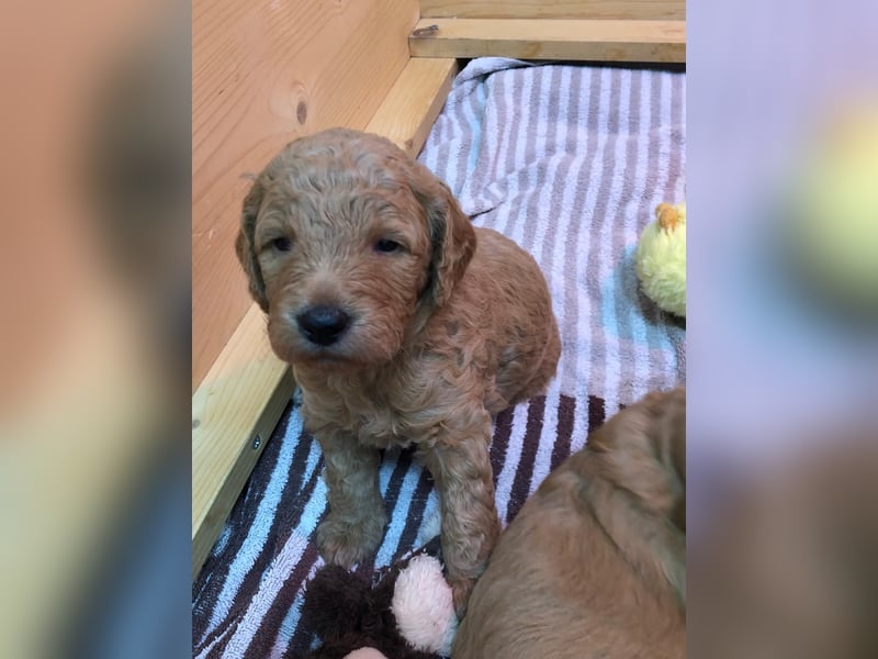 Goldendoodle Doodle Pudel Tibet