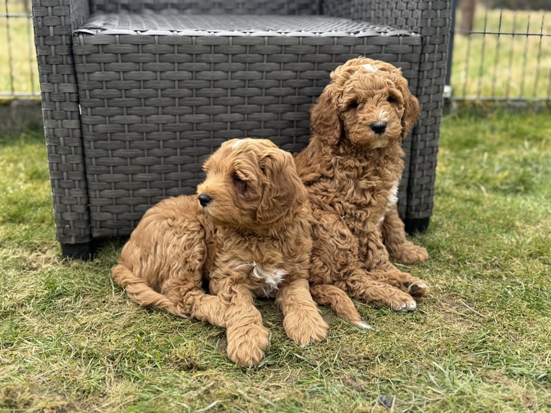 Deckrüde Doodle Goldendoodle Pudel Tibet Doodle