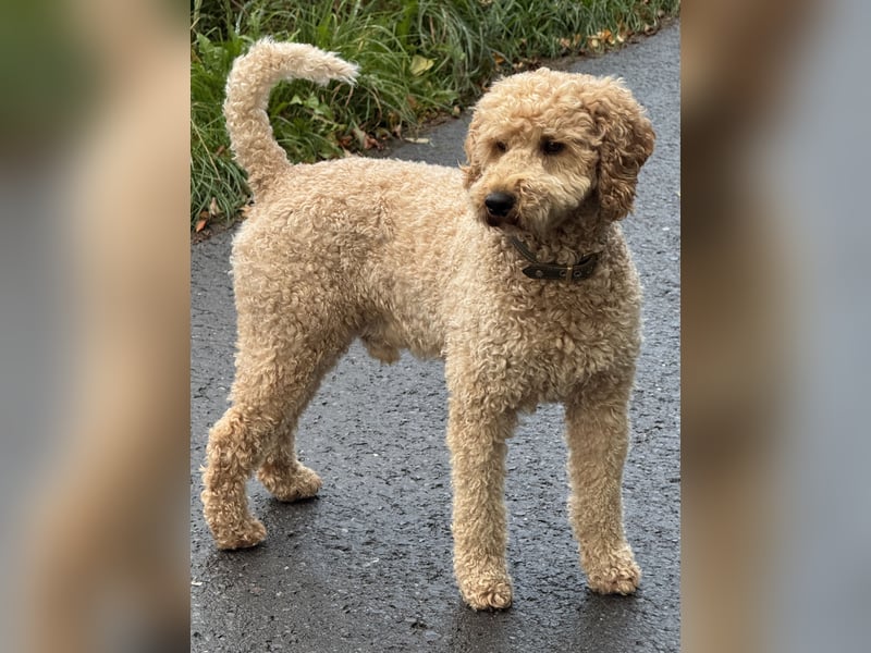 Deckrüde Doodle Goldendoodle Pudel Tibet Doodle