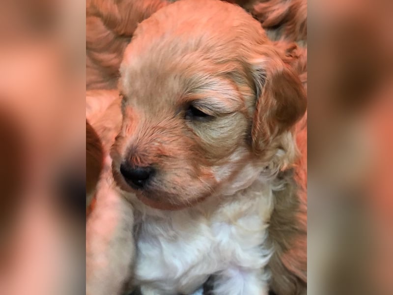 Deckrüde Doodle Goldendoodle Tibet Doodle Pudel Retriever