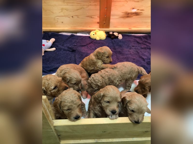 Deckrüde Doodle Goldendoodle Tibet Doodle Pudel Retriever