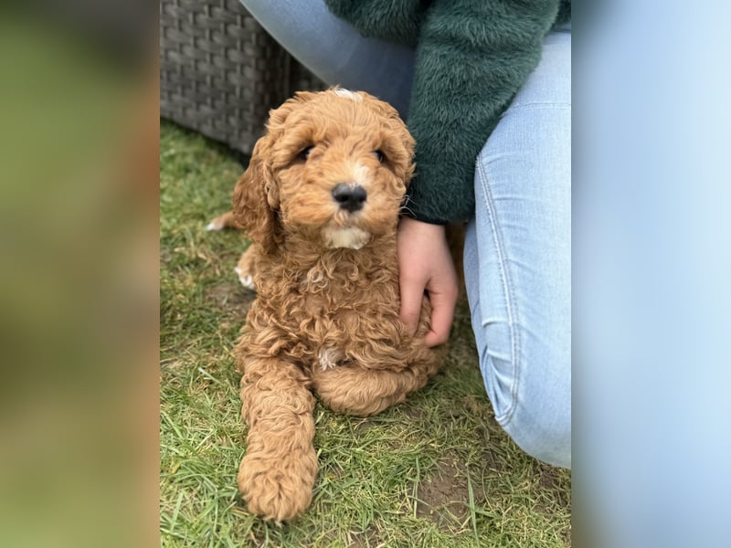 Deckrüde Doodle Goldendoodle Tibet Doodle Pudel