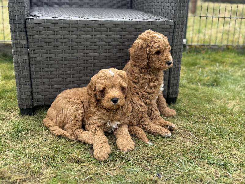 Deckrüde Doodle Goldendoodle Tibet Doodle Pudel Retriever