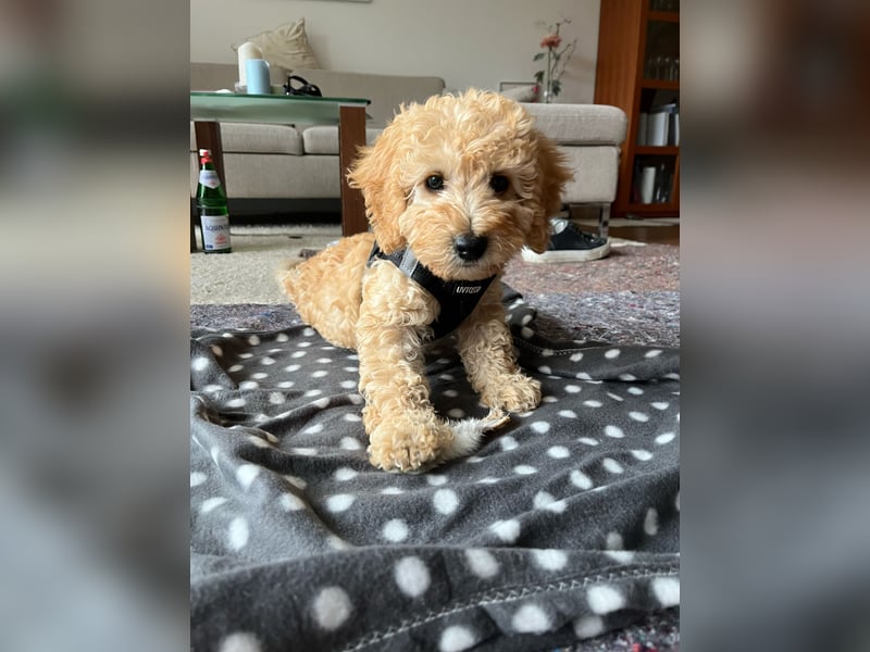 Deckrüde Doodle Goldendoodle Tibet Doodle Pudel