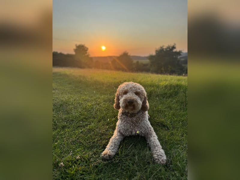 Deckrüde Doodle Goldendoodle Pudel Tibet Doodle