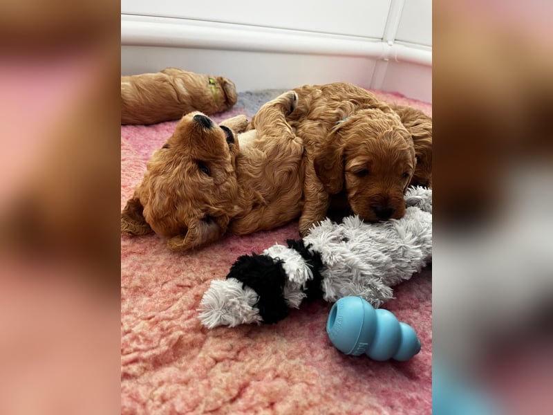 Deckrüde Doodle Goldendoodle Tibet Doodle Pudel Retriever