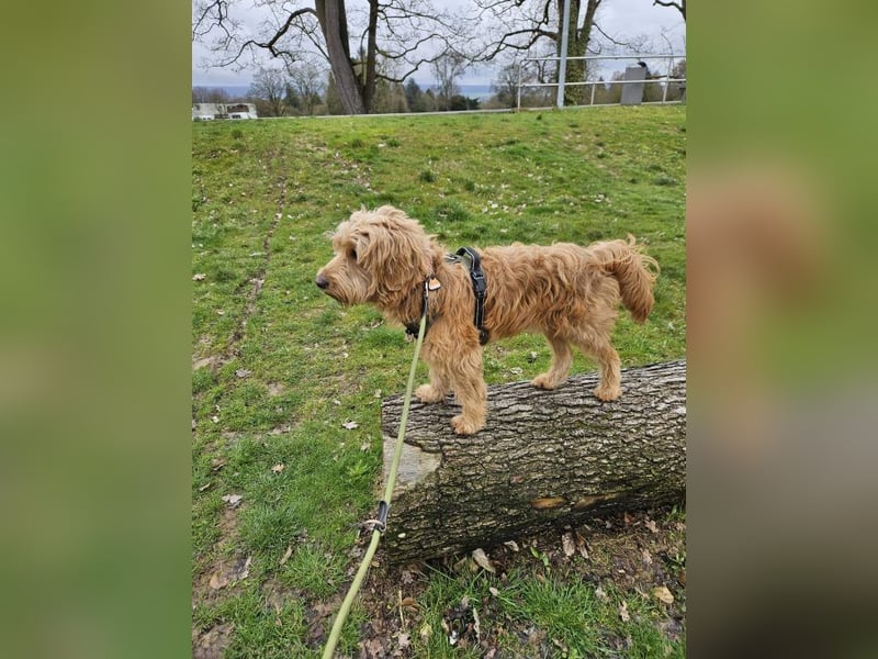 Milo - aktiver, neugieriger junger Goldendoodle Rüde / auf PS in Höxter