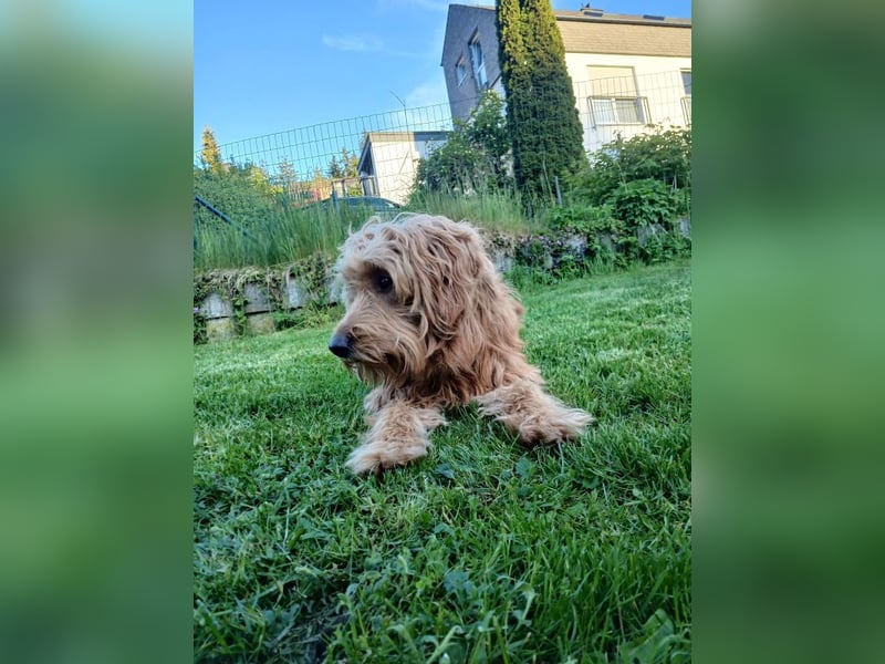 Milo - aktiver Goldendoodle sucht sein Zuhause