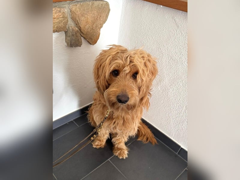 Milo - aktiver Goldendoodle sucht sein Zuhause