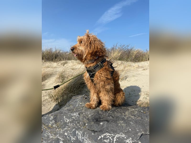Milo - aktiver, neugieriger junger Goldendoodle Rüde / auf PS in Höxter