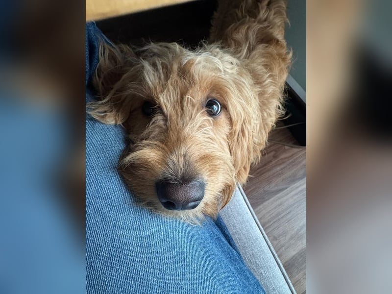 Milo - aktiver Goldendoodle sucht sein Zuhause