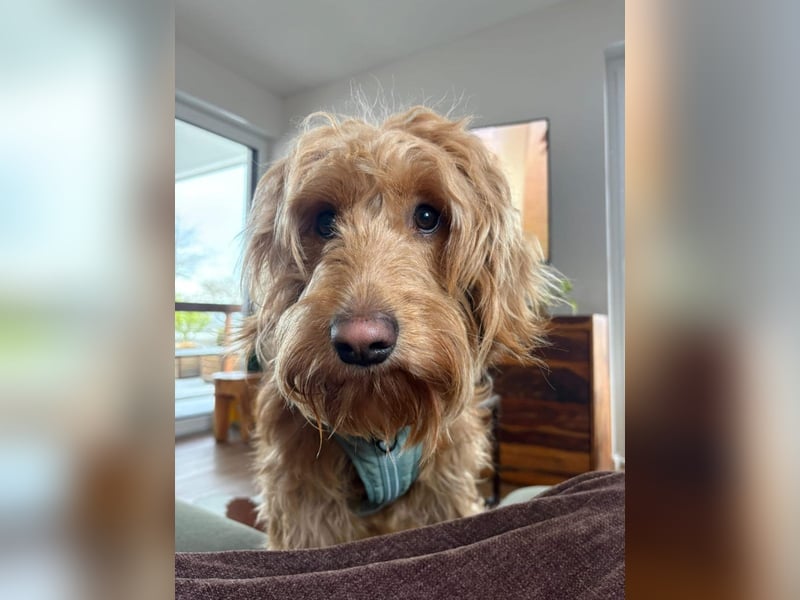 Milo - aktiver, neugieriger junger Goldendoodle Rüde / auf PS in Höxter