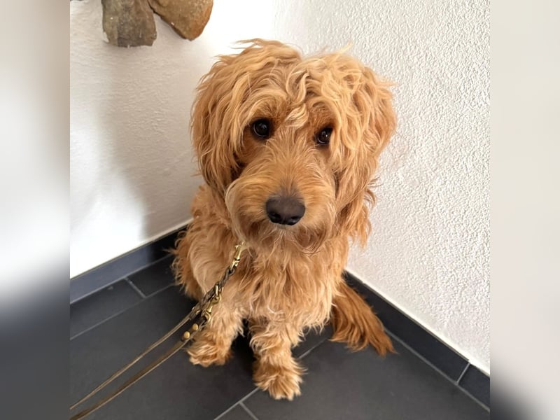 Milo - aktiver Goldendoodle sucht sein Zuhause