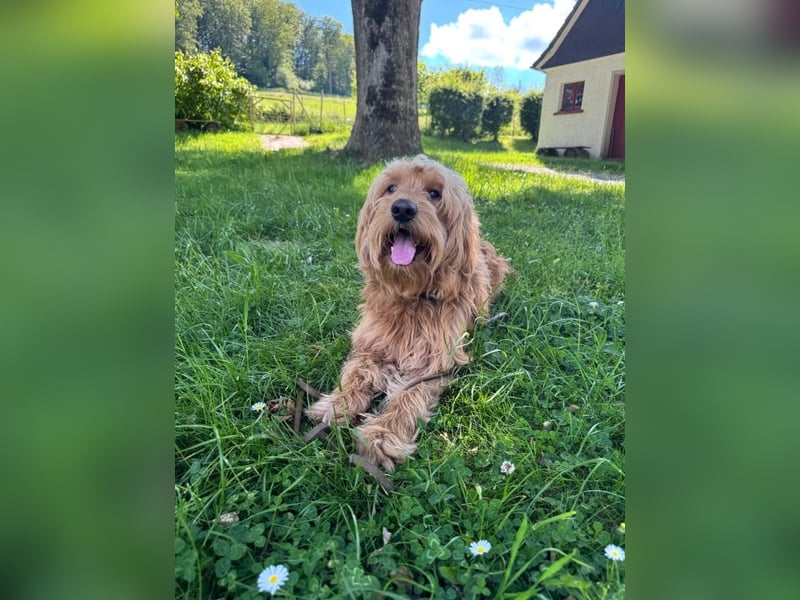 Milo - aktiver Goldendoodle sucht sein Zuhause
