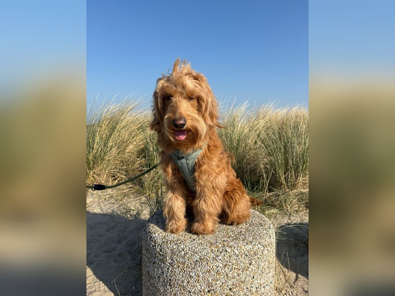 Milo - aktiver, neugieriger junger Goldendoodle Rüde / auf PS in Höxter