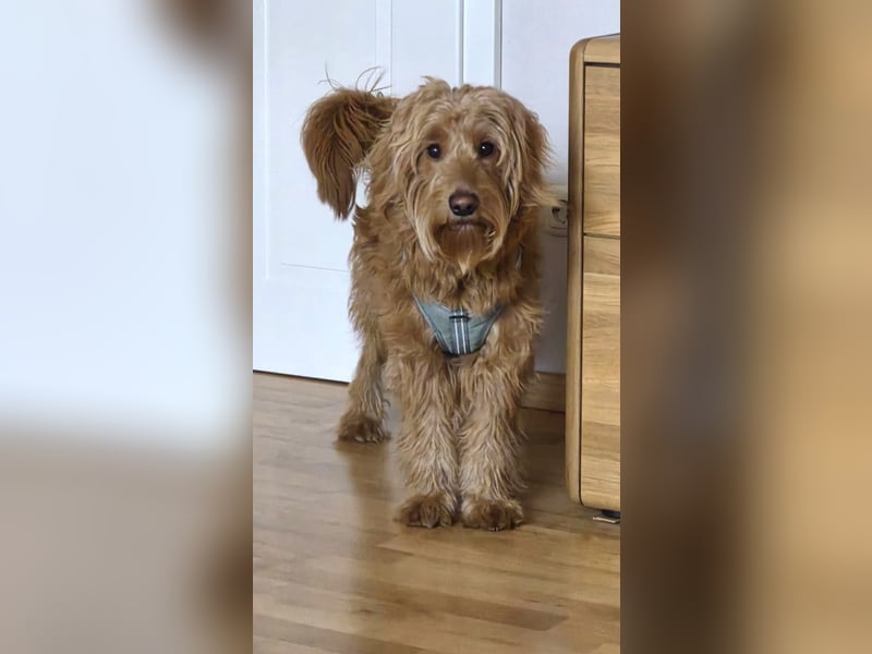 Milo - aktiver, neugieriger junger Goldendoodle Rüde / auf PS in Höxter