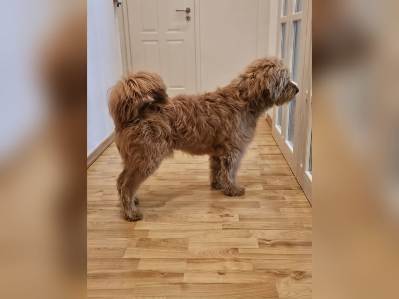 Milo - aktiver, neugieriger junger Goldendoodle Rüde / auf PS in Höxter