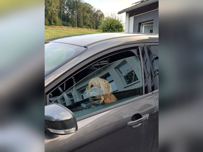 Milo - aktiver Goldendoodle sucht sein Zuhause