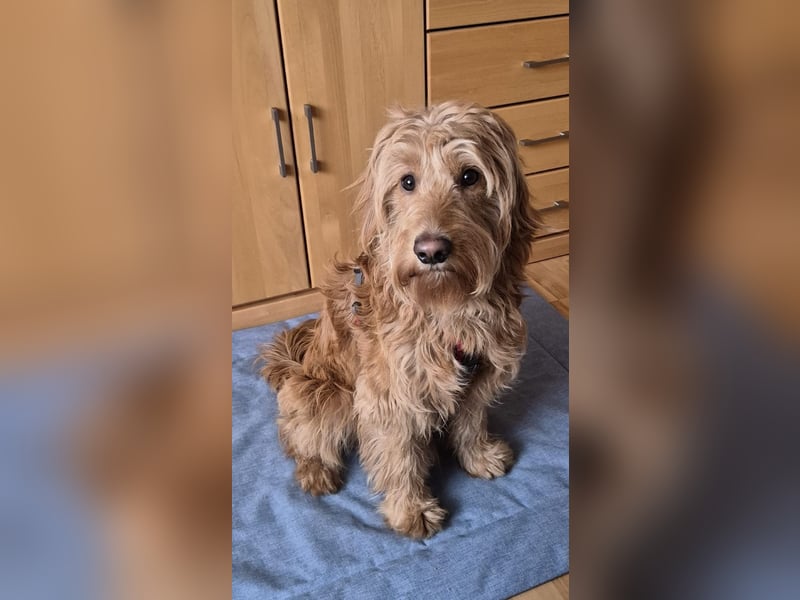 Milo - aktiver, neugieriger junger Goldendoodle Rüde / auf PS in Höxter