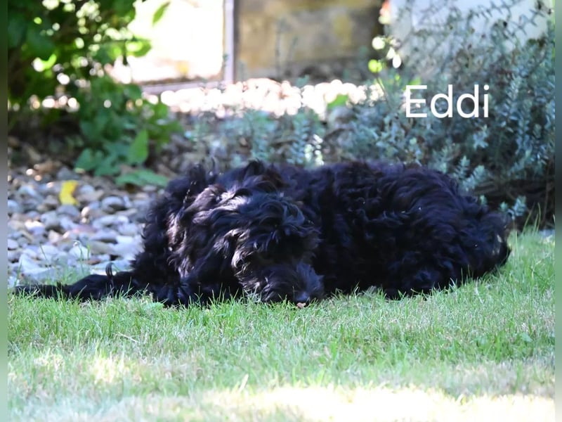 Goldendoodle kleiner Standard suchen FürImmerZuhause