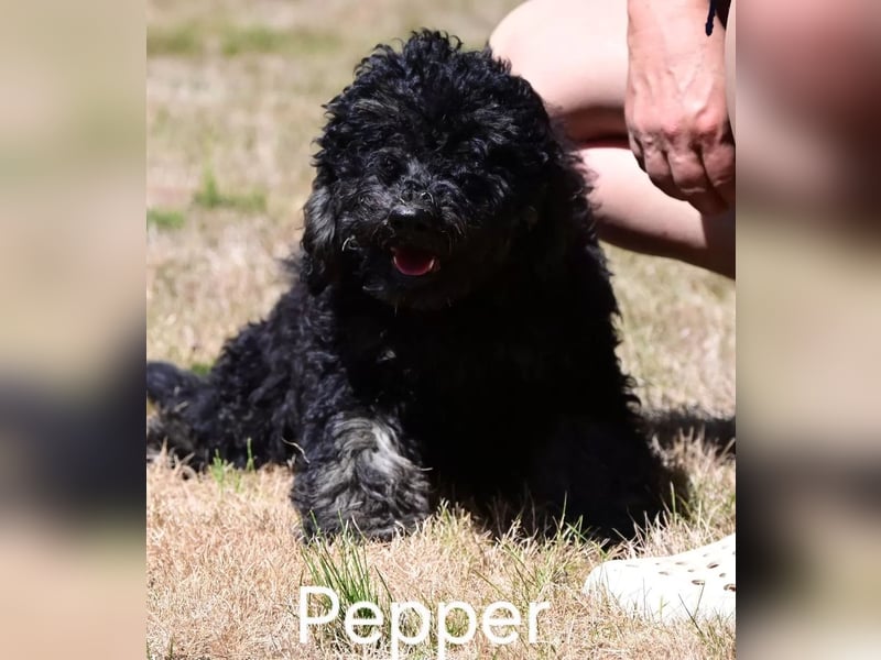 Goldendoodle kleiner Standard suchen FürImmerZuhause