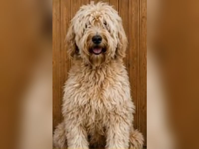 Goldendoodle kleiner Standard suchen FürImmerZuhause