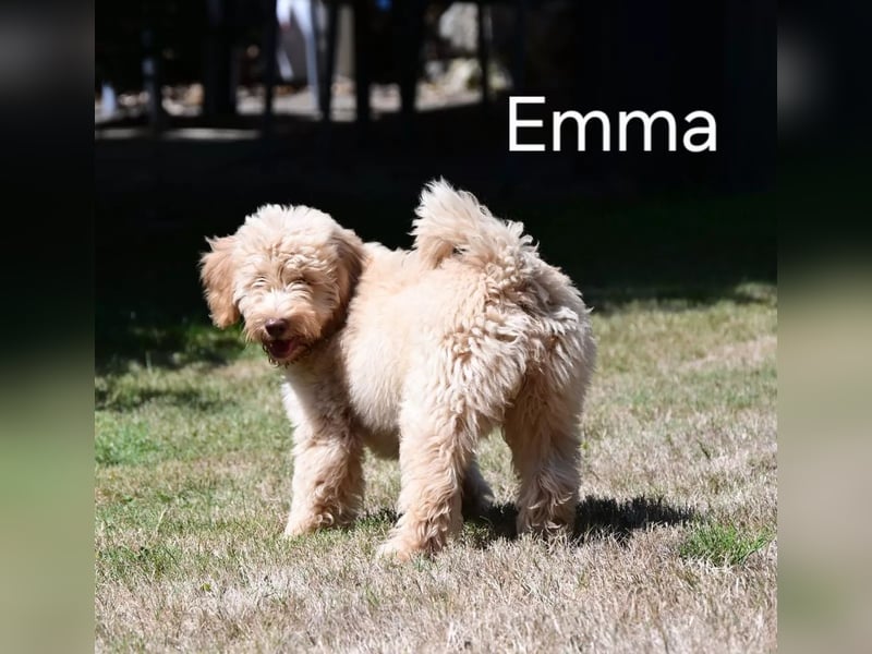 Goldendoodle kleiner Standard suchen FürImmerZuhause