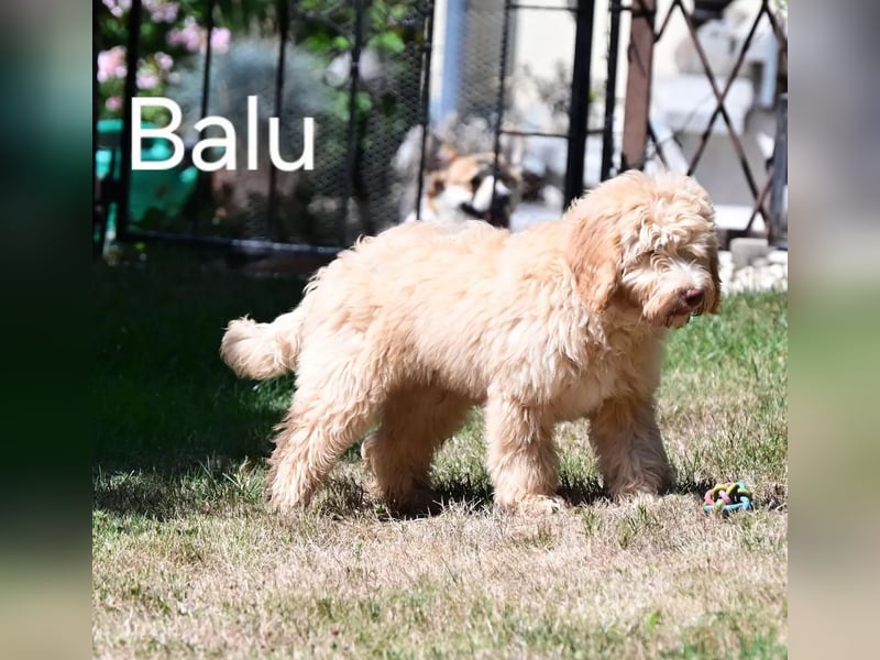 Goldendoodle kleiner Standard suchen FürImmerZuhause