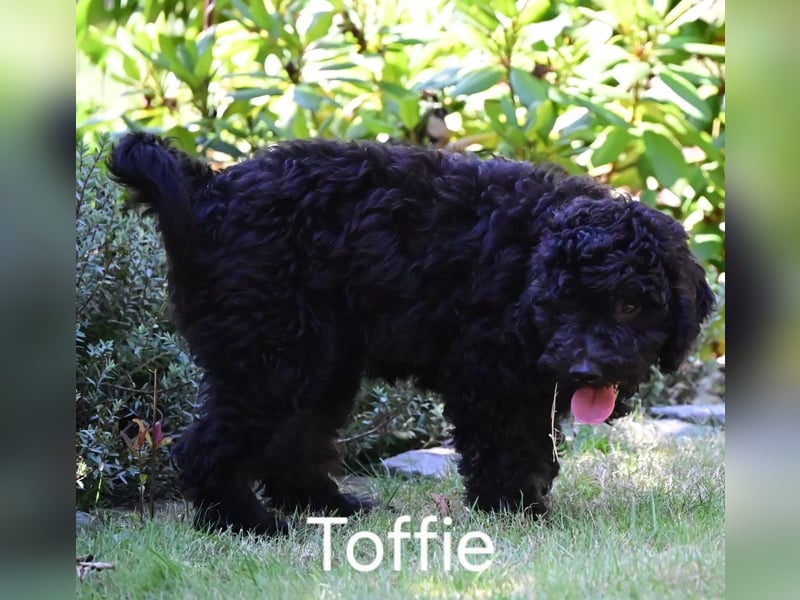 Goldendoodle kleiner Standard suchen FürImmerZuhause
