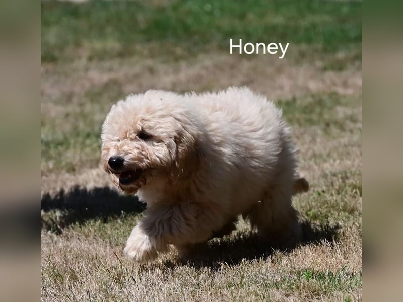 Goldendoodle kleiner Standard suchen FürImmerZuhause