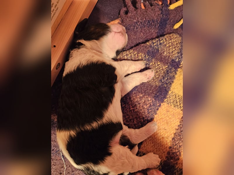 Goldendoodle Hündin