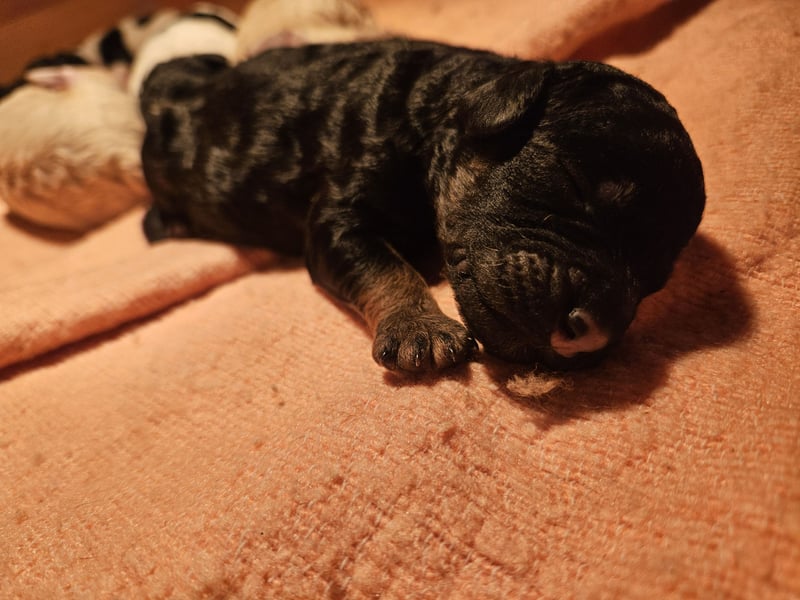Goldendoodle Rüde in besonderer Farbe
