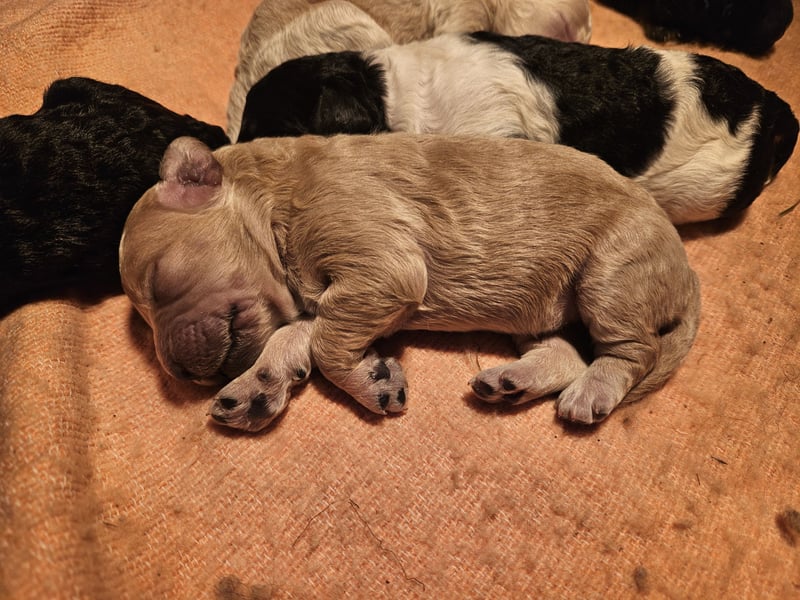 Goldendoodle in besonderen Farben