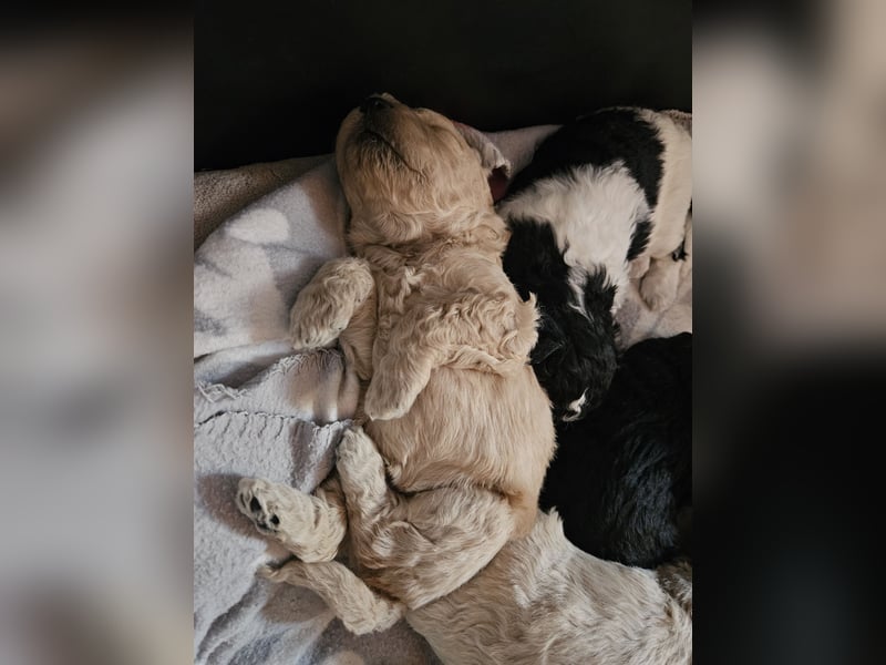 Goldendoodle Hündin