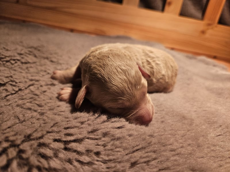 Goldendoodle Welpen in besonderen Farben
