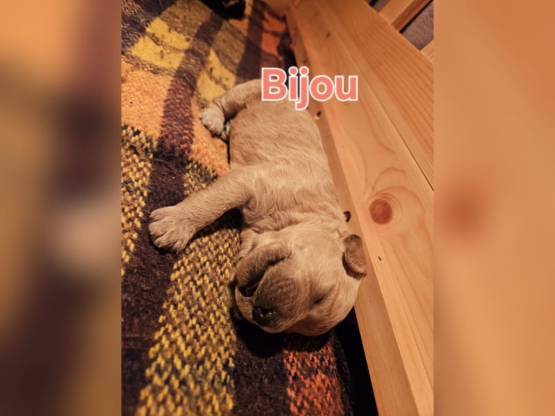 Goldendoodle in besonderen Farben