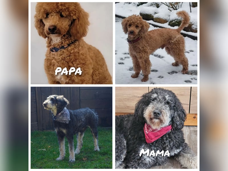 Goldendoodle Rüde in besonderer Farbe