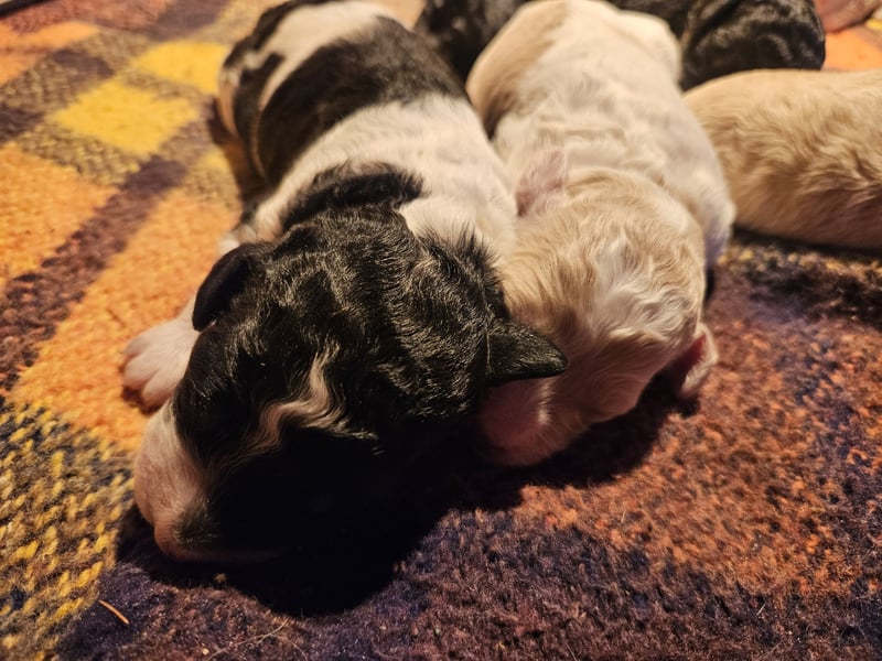 Goldendoodle Welpen in besonderen Farben