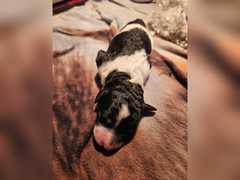 Goldendoodle Welpen in besonderen Farben