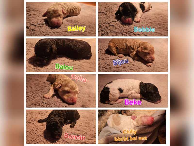 Goldendoodle Welpen in besonderen Farben