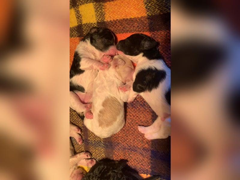 Goldendoodle Rüde in besonderer Farbe