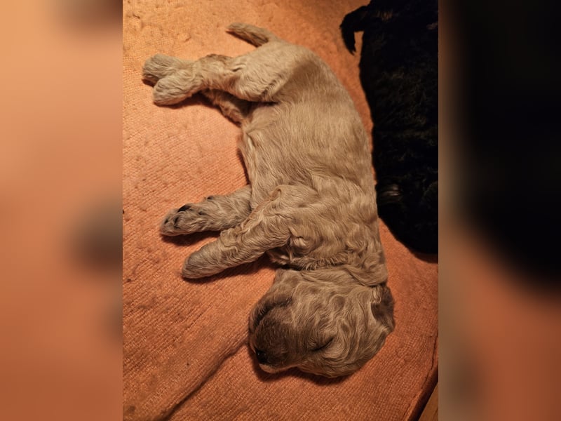 Goldendoodle Hündin