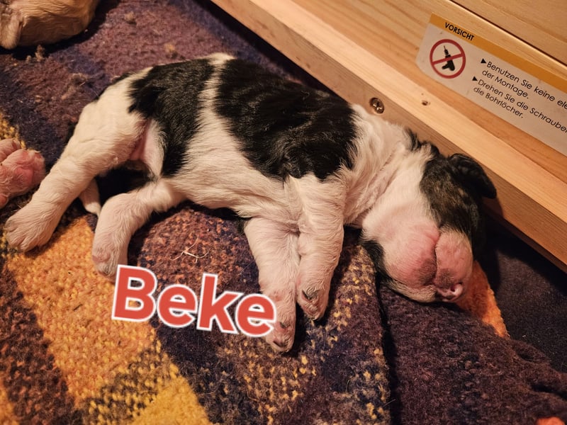 Goldendoodle Welpen in besonderen Farben