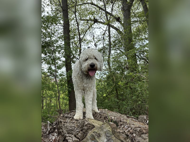 Goldendoodle