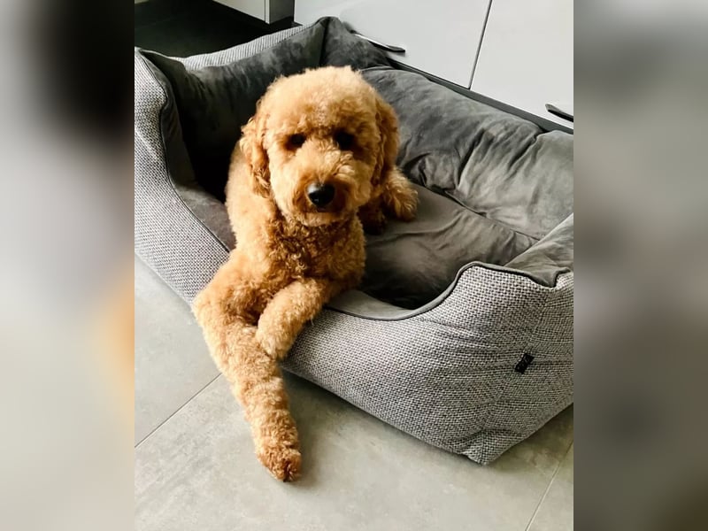 Deckrüde ,Erfahrener & liebevoller Medium Goldendoodle F1b