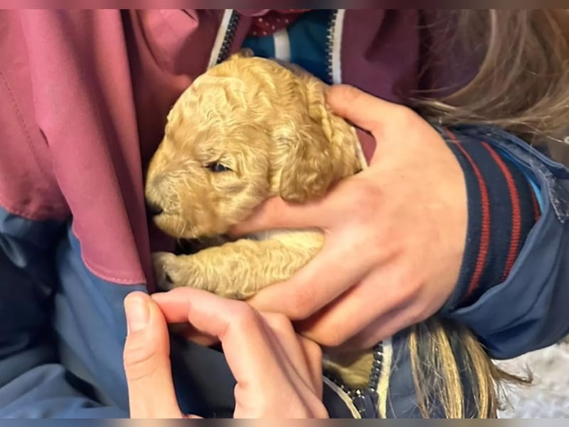 Deckrüde ,Erfahrener & liebevoller Medium Goldendoodle F1b