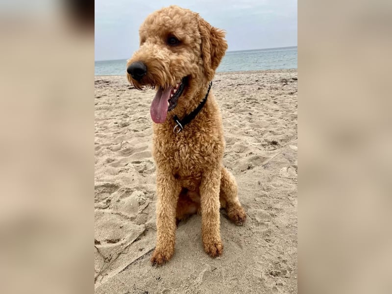 Deckrüde ,Erfahrener & liebevoller Medium Goldendoodle F1b