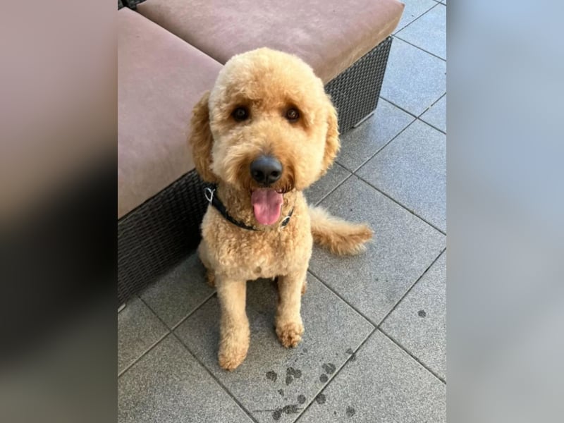 Deckrüde ,Erfahrener & liebevoller Medium Goldendoodle F1b