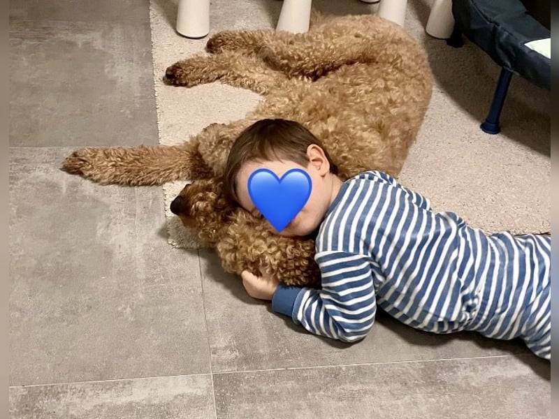 Deckrüde ,Erfahrener & liebevoller Medium Goldendoodle F1b
